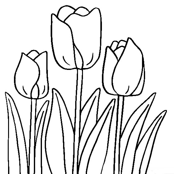Tulipán Normal