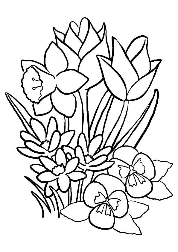 Tulipán Pequeño
