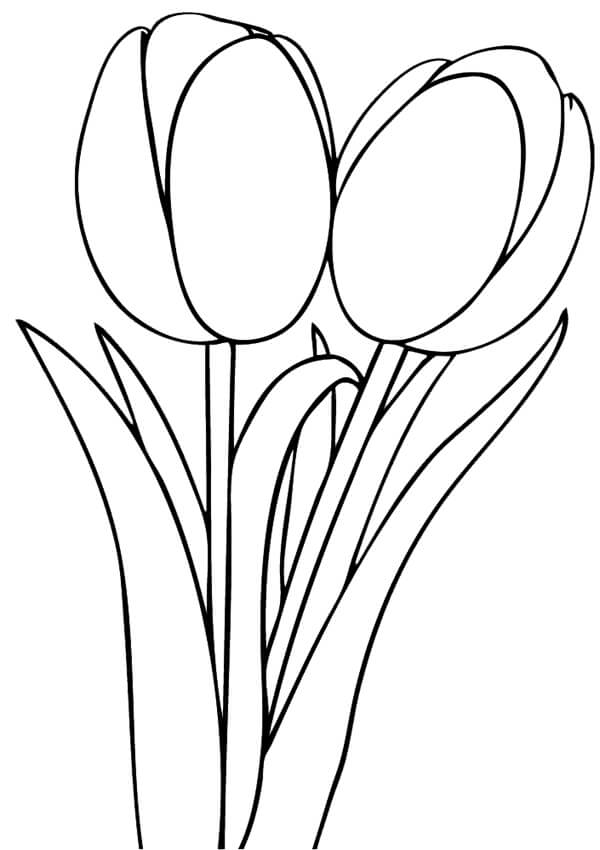 Tulipán