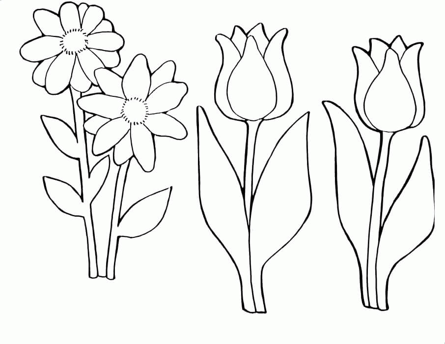 Tulipán y Margarita