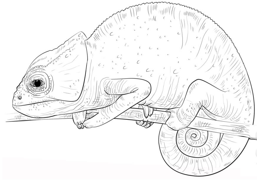 Un Camaleon