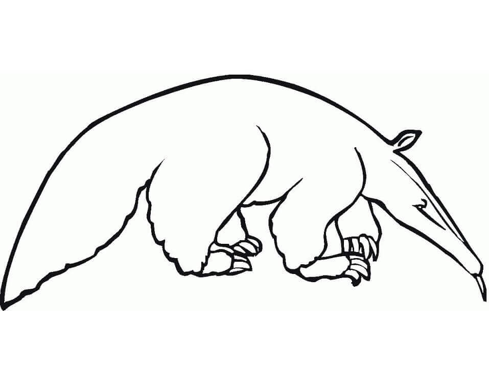 Aardvark