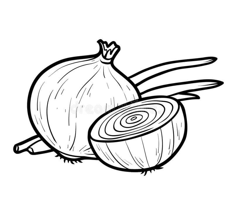 Una Cebolla y Media Cebolla