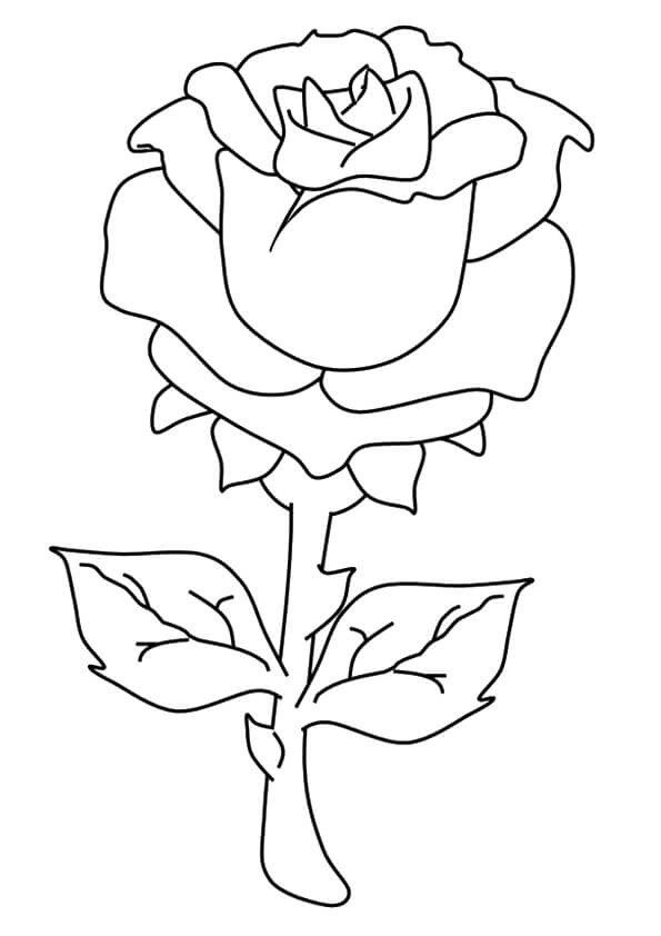 Una Rosa