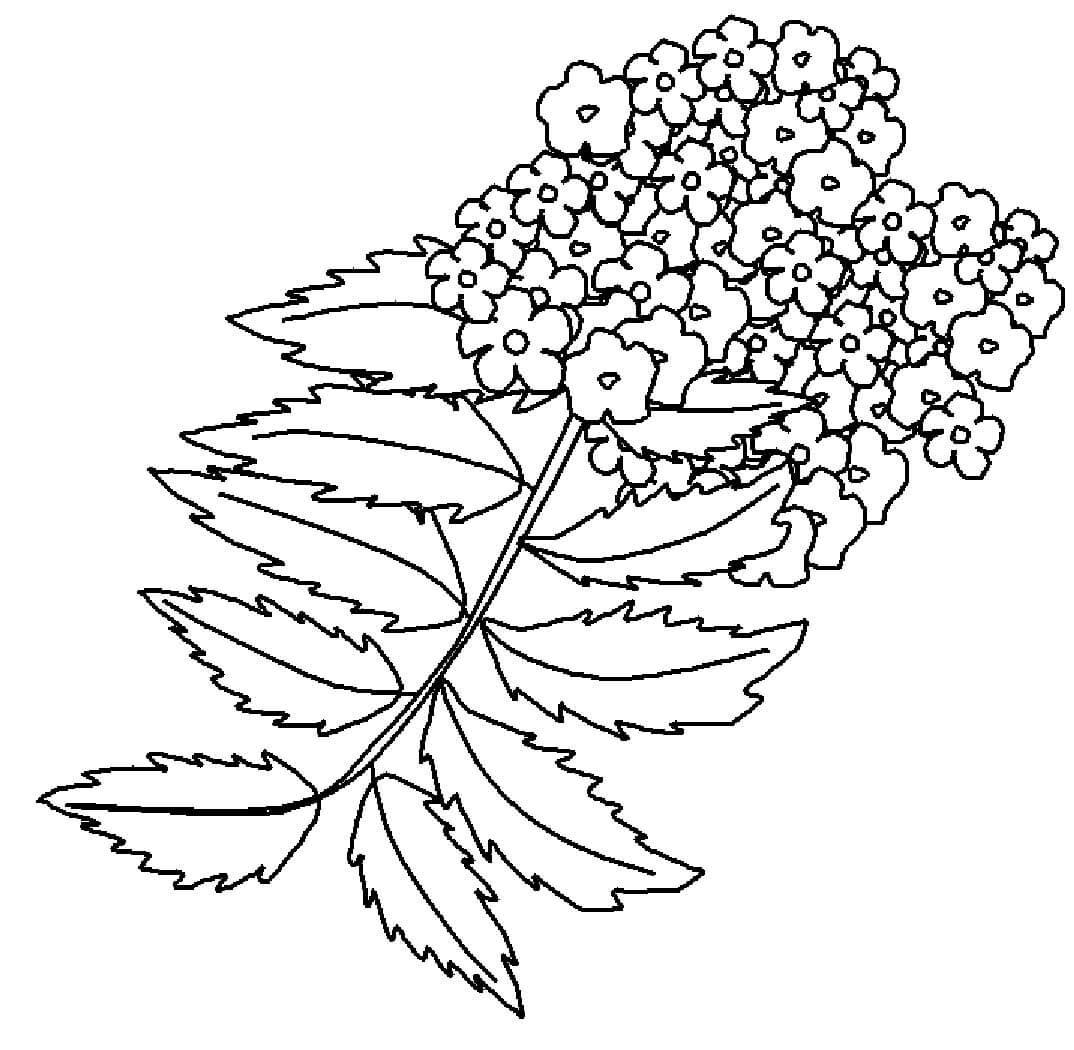 Uvas Oregón