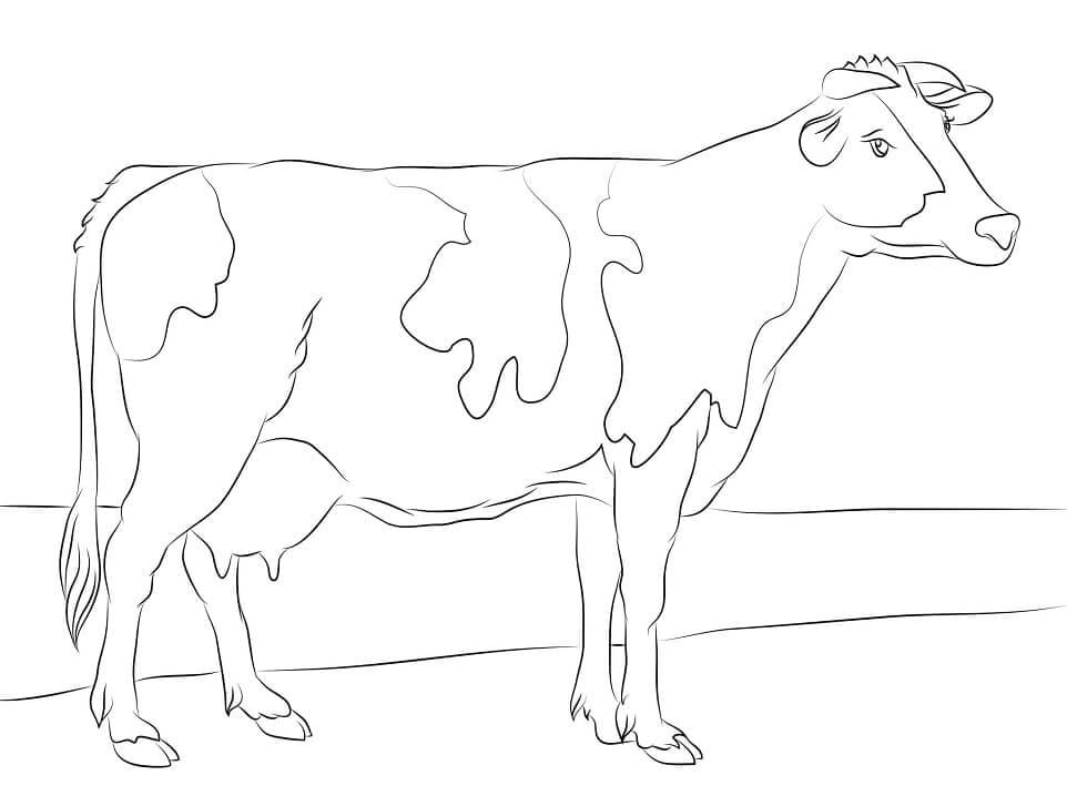 Vaca Holstein