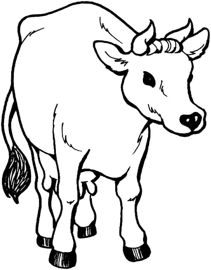 Vaca Normal