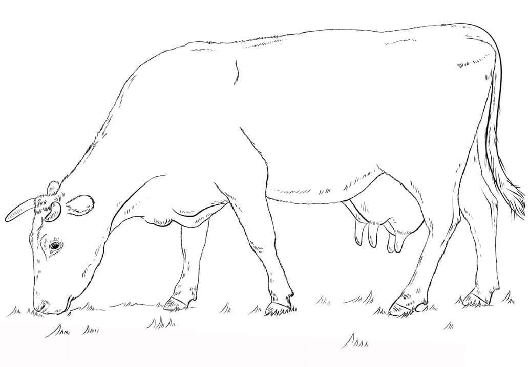 Vaca Pastando