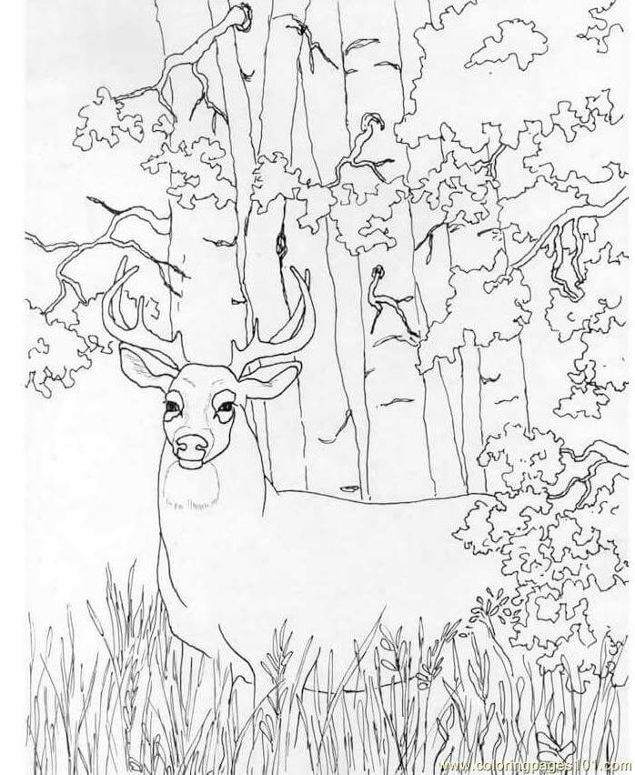 Venado de Cola Blanca en la Selva