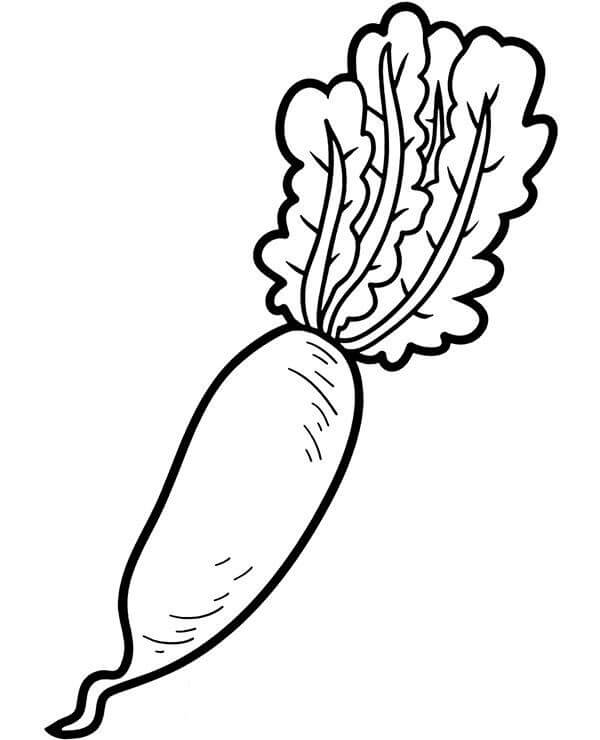 Zanahoria Vegetal