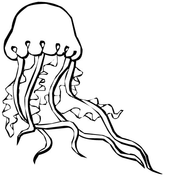 Zentangle de Medusas