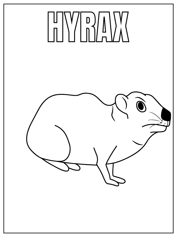 Hyrax Animal de Safari