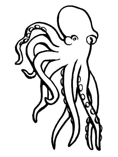 pulpo Molusco