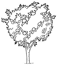 Árbol Kumquat