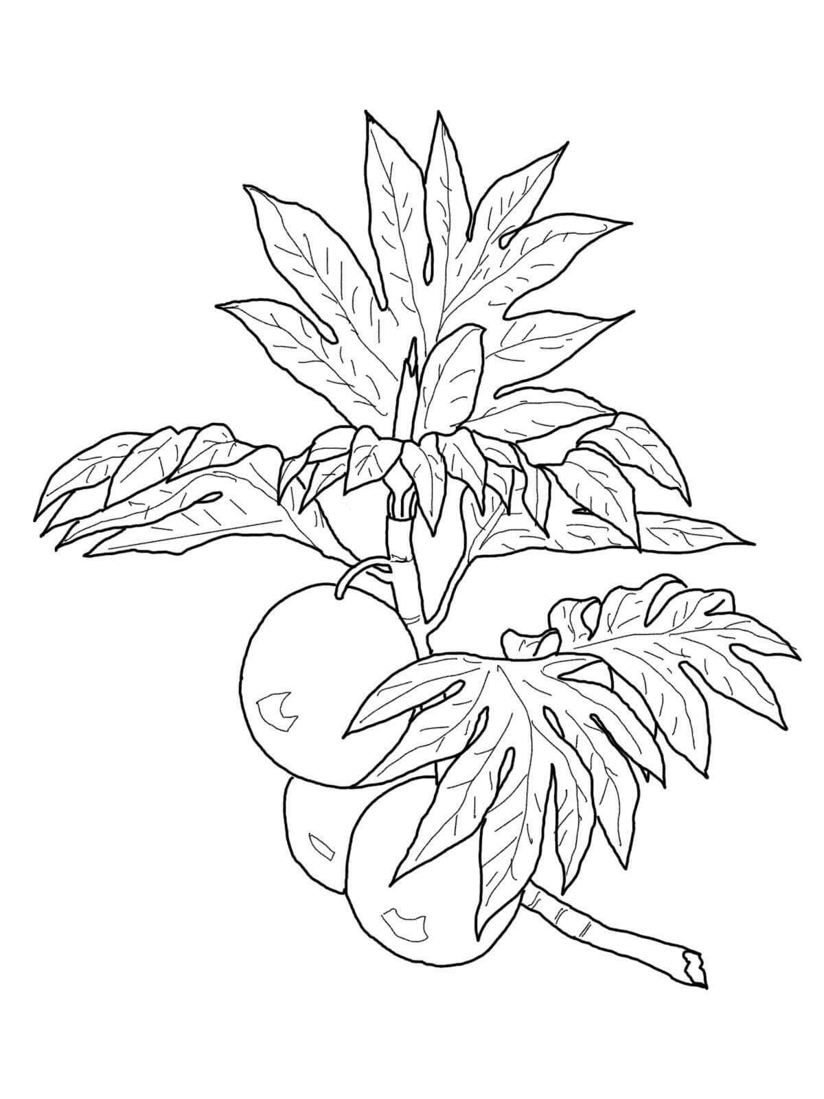 Árbol de Kumquat Normal