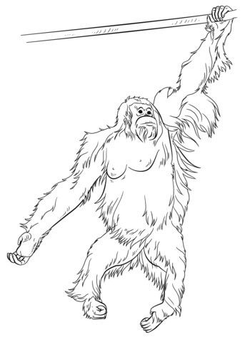 Árbol de Rama Trepadora de Orangután
