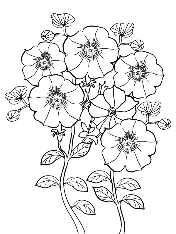 Pétunia